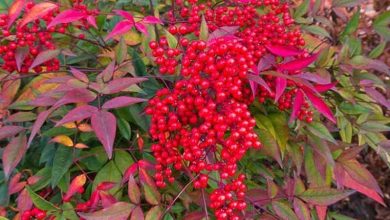 Photo of Prendre soin de la brousse Nandina domestica