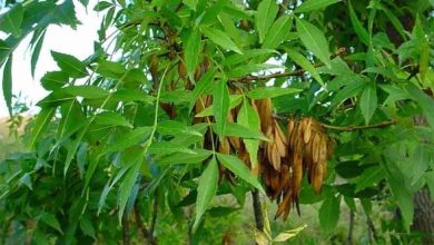 Photo of Culture du frêne méridional (Fraxinus angustifolia)