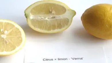 Photo of Caractéristiques du citron Verna