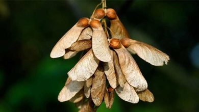 Photo of Guide d’Acer pseudoplatanus (érable blanc)