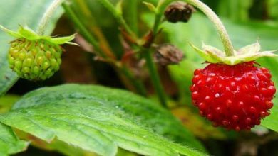 Photo of Fragaria vesca (fraise des bois): guide de culture et d’entretien