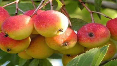 Photo of Sorbus domestica (sorbier commun): fiche végétale des arbres ibériques