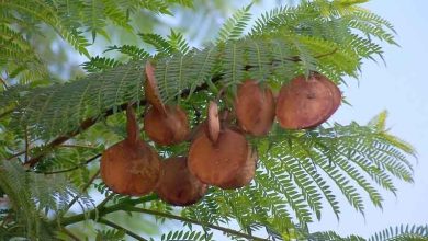 Photo of Culture et entretien de Jacaranda mimosifolia