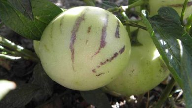 Photo of Culture de la poire melon (Solanum muricatum)