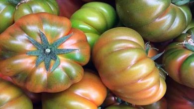 Photo of Comment faire pousser la tomate Muchamiel au jardin