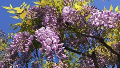 Photo of Comment faire pousser des glycines dans votre jardin