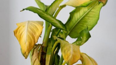 Photo of Feuilles de tomates jaunes: origine et solution