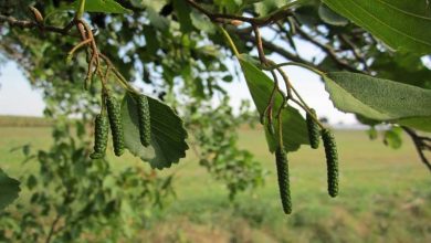 Photo of Caractéristiques de l’aulne commun (Alnus glutinosa)