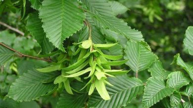 Photo of Caractéristiques du charme (Carpinus betulus) comme arbre d’ornement