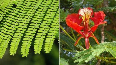 Photo of Flamboyan: l’arbre le plus coloré du monde