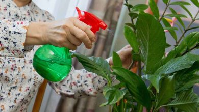 Photo of 5 conseils de base pour prendre soin de vos plantes d’intérieur