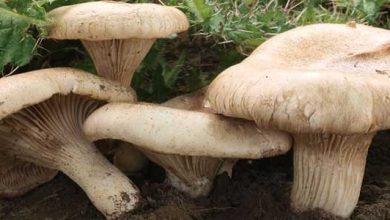 Photo of Champignon chardon: des clés pour reconnaître ce champignon comestible