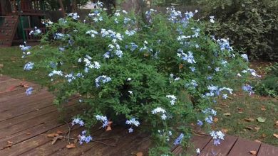 Photo of Comment faire pousser du Plumbago ou du Jasmin bleu