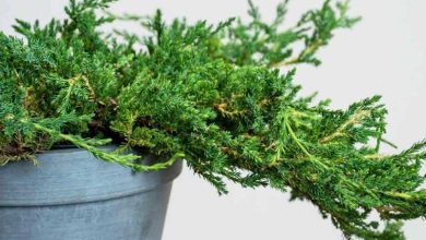 Photo of Juniperus horizontalis: guide de culture et conseils