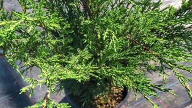 Photo of Juniperus sabina: un arbuste de grande résistance