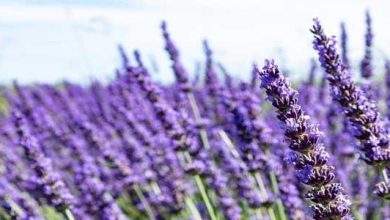 Photo of Plantation et entretien de Lavandula latifolia