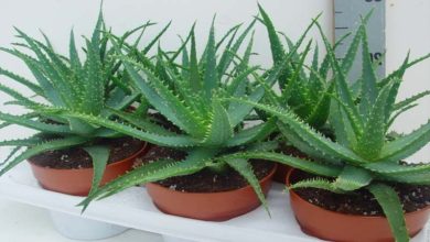 Photo of Culture d’aloès de poulpe (Aloe arborescens)