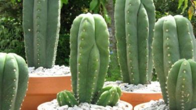 Photo of Cactus San Pedro: guide d’entretien et d’utilisation