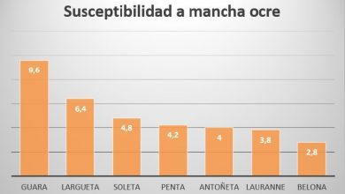 Photo of Comparaison de l’amandier Guara par rapport aux autres variétés