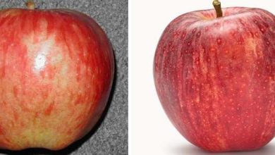 Photo of Meilleures variétés de pommes dans le monde