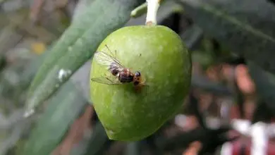 Photo of Lutte et identification de la mouche de l’olivier