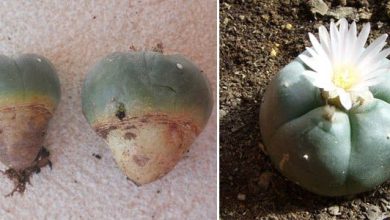 Photo of Peyotl (Lophophora williamsii): un cactus aux propriétés psychoactives