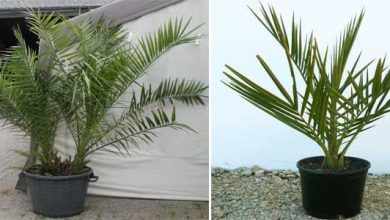 Photo of Phoenix canariensis: découvrez le palmier canarien