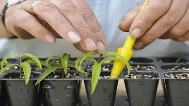 Photo of Conseils pour cultiver la verveine citronnée