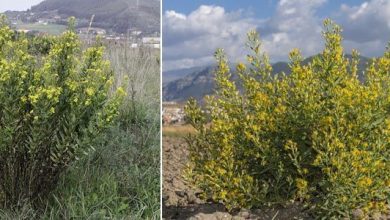 Photo of Dittrichia viscosa: une herbe aux vertus médicinales