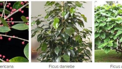 Photo of Ficus benjamina: guide d’entretien et de maintenance