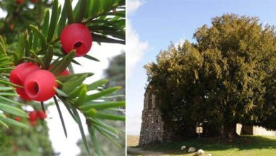 Photo of Culture et usages de l’if (Taxus baccata)