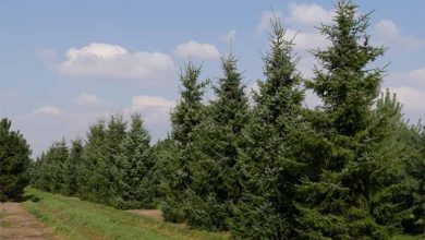 Photo of Genre Picea: les conifères les plus durables pour votre jardin