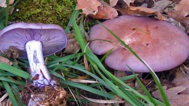 Photo of Caractéristiques du champignon lepista nuda (pied bleu)