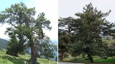 Photo of Guide botanique et d’entretien du pin noir (Pinus uncinata)