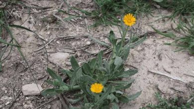 Photo of Calendula arvensis, comment cultiver ce couvre-sol et ses propriétés