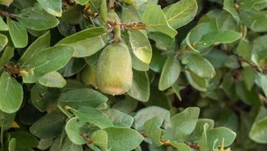 Photo of Ficus pumila: un grimpeur parfait pour votre jardin