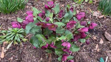 Photo of Liste des plantes qui fleurissent en hiver