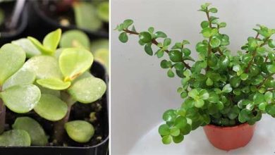 Photo of Portulacaria afra: magnifique succulente pour l’intérieur de la maison