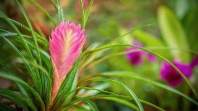 Photo of Culture et caractéristiques de Tillandsia cyanea