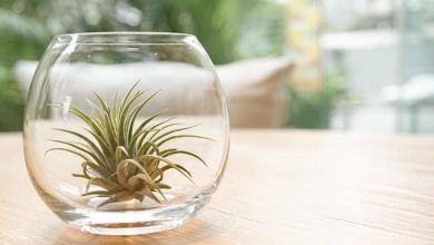 Photo of Types de Tillandsia et guide d’entretien