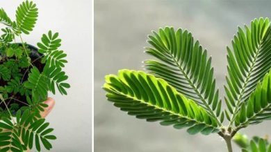 Photo of Mimosa pudica: découvrez la plante qui bouge au toucher