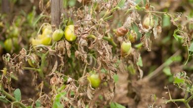 Photo of Guide pour prévenir et contrôler le mildiou de la tomate