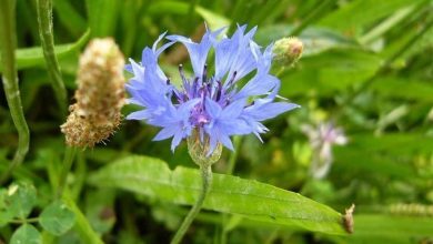 Photo of Propriétés et usages du bleuet (Centaurea cyanus)