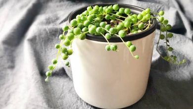 Photo of Guide de culture des plantes du chapelet