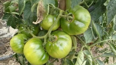 Photo of Caractéristiques de la tomate Optima F1