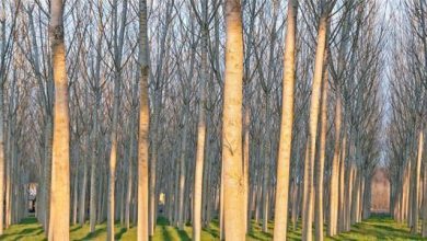 Photo of La culture du peuplier, un arbre à bois très apprécié