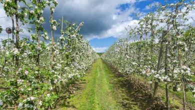 Photo of Pourquoi la pomme reinette est-elle si appréciée?