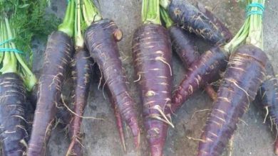 Photo of Découvrez l’origine et la culture de la carotte violette