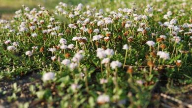 Photo of Culture et utilisations de Lippia nodiflora