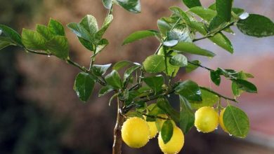 Photo of Comment planter un citronnier à la maison